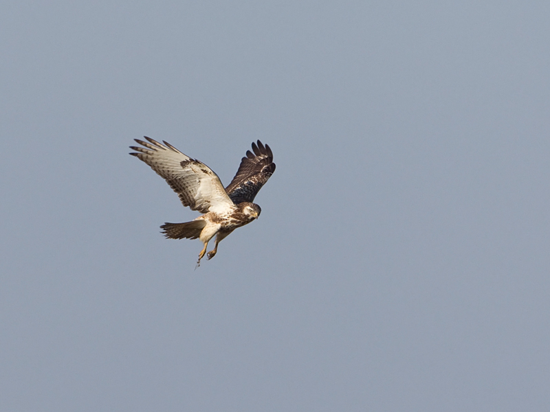 Buteo lagopus Ruigpootbuizerd Rough-legged Buzzard